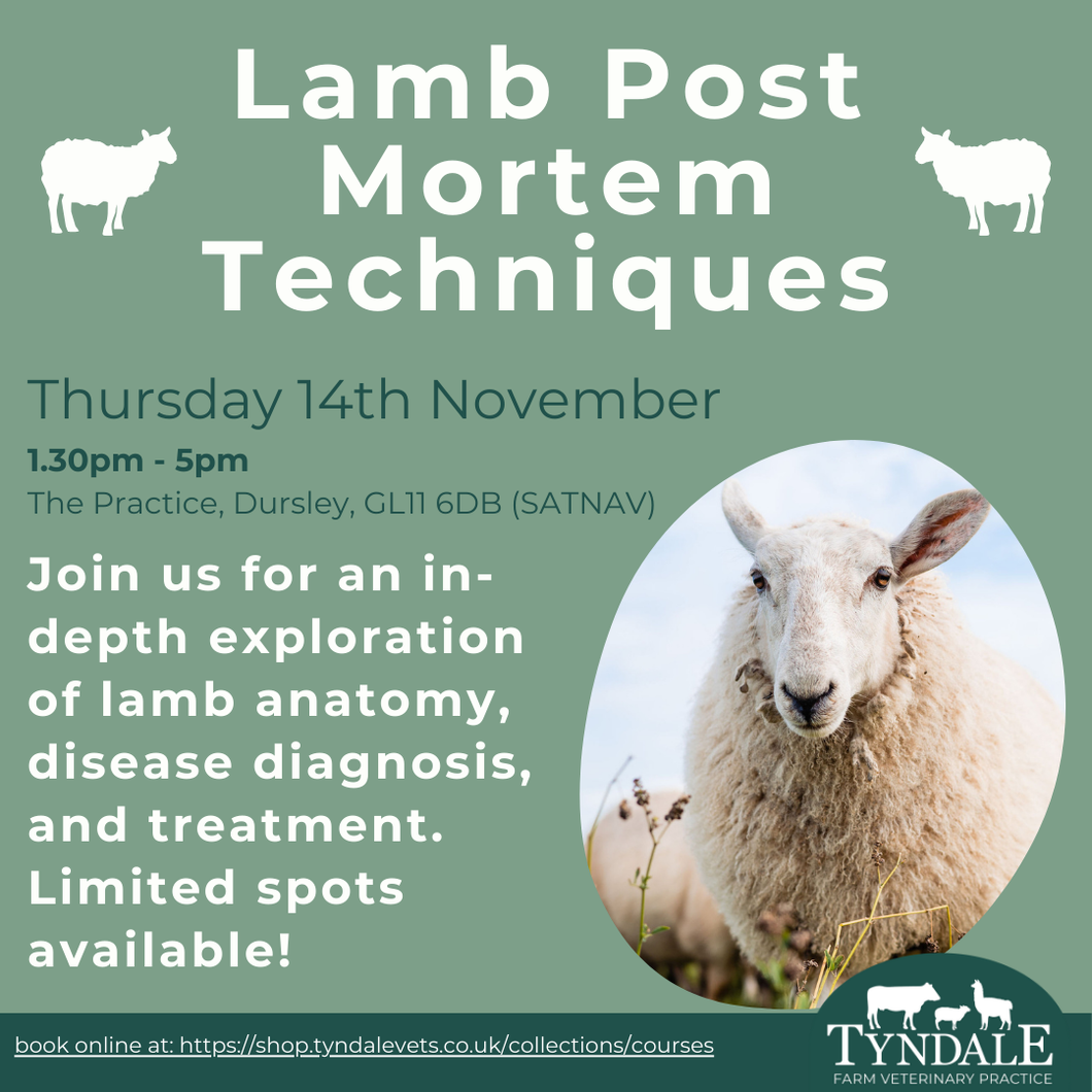 Lamb Post-Mortem Course