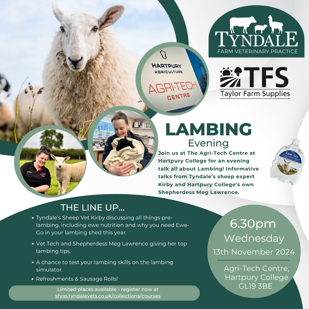 Lambing Evening